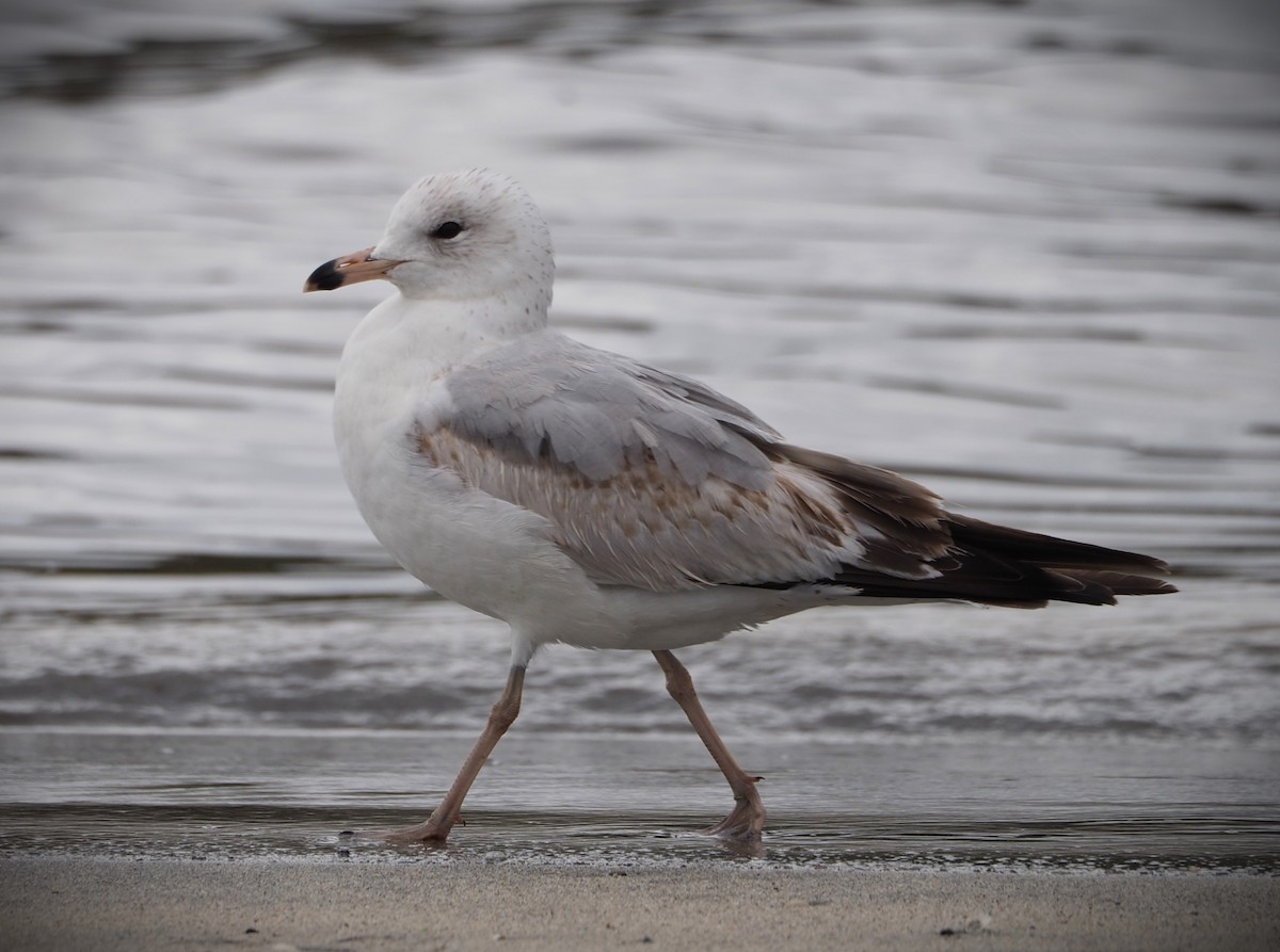 Ring-billed Gull - ML619684813