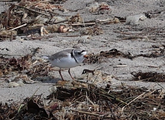 Piping Plover - ML619684816