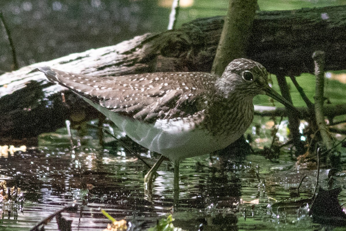 Solitary Sandpiper - ML619684821