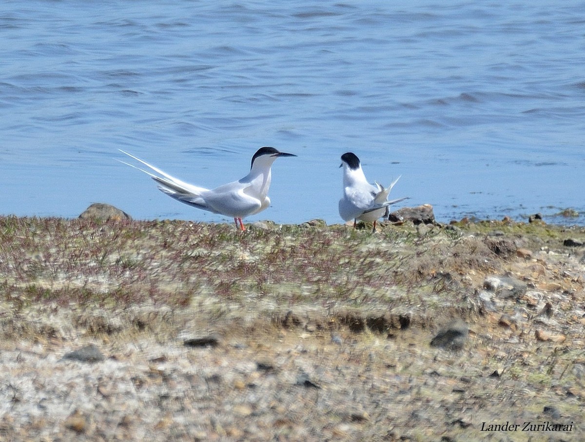 Roseate Tern - ML619684827