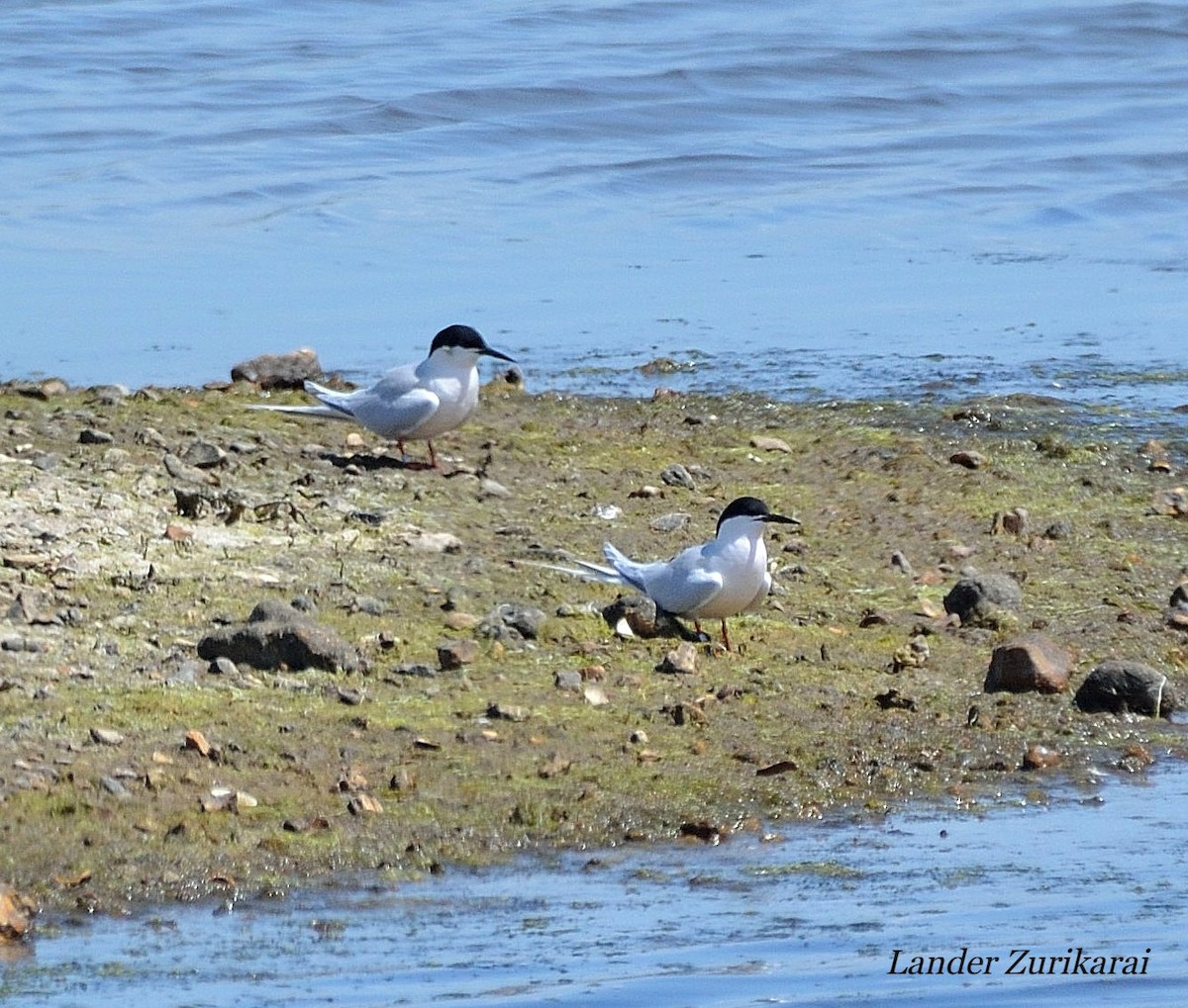 Roseate Tern - ML619684835