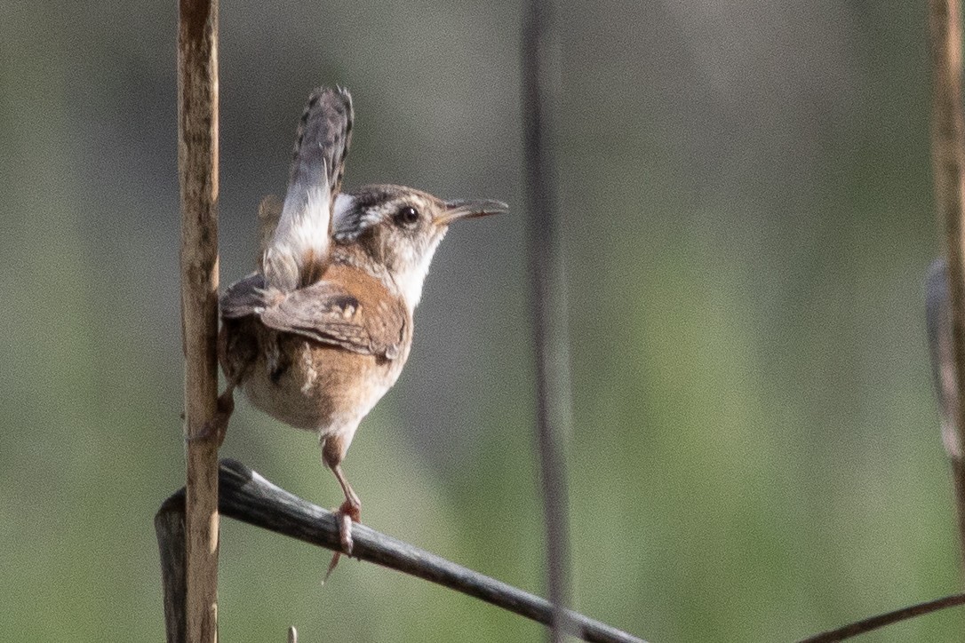 Marsh Wren - Timothy Graves