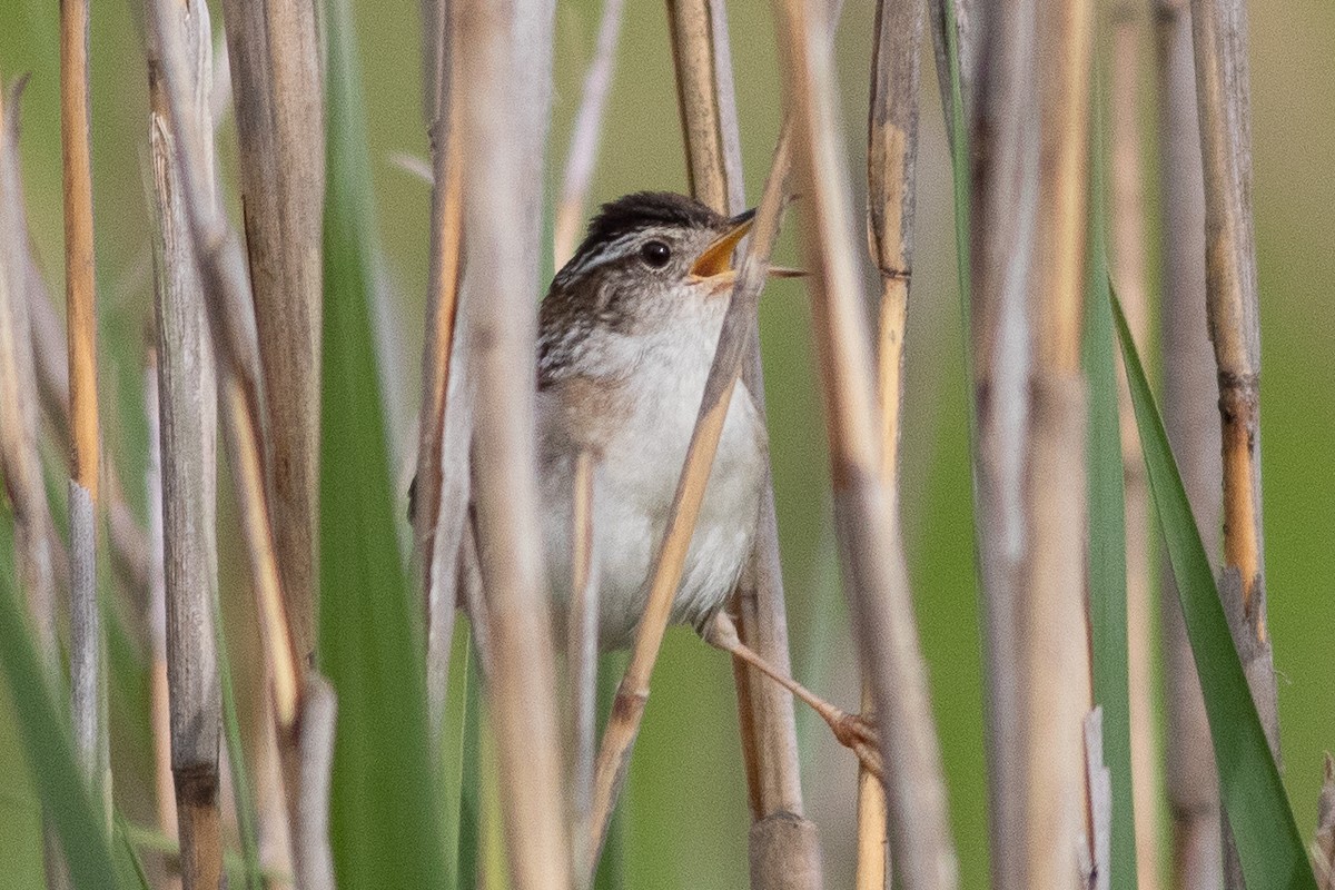 Marsh Wren - ML619684840