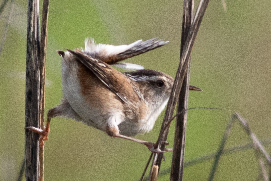 Marsh Wren - ML619684841