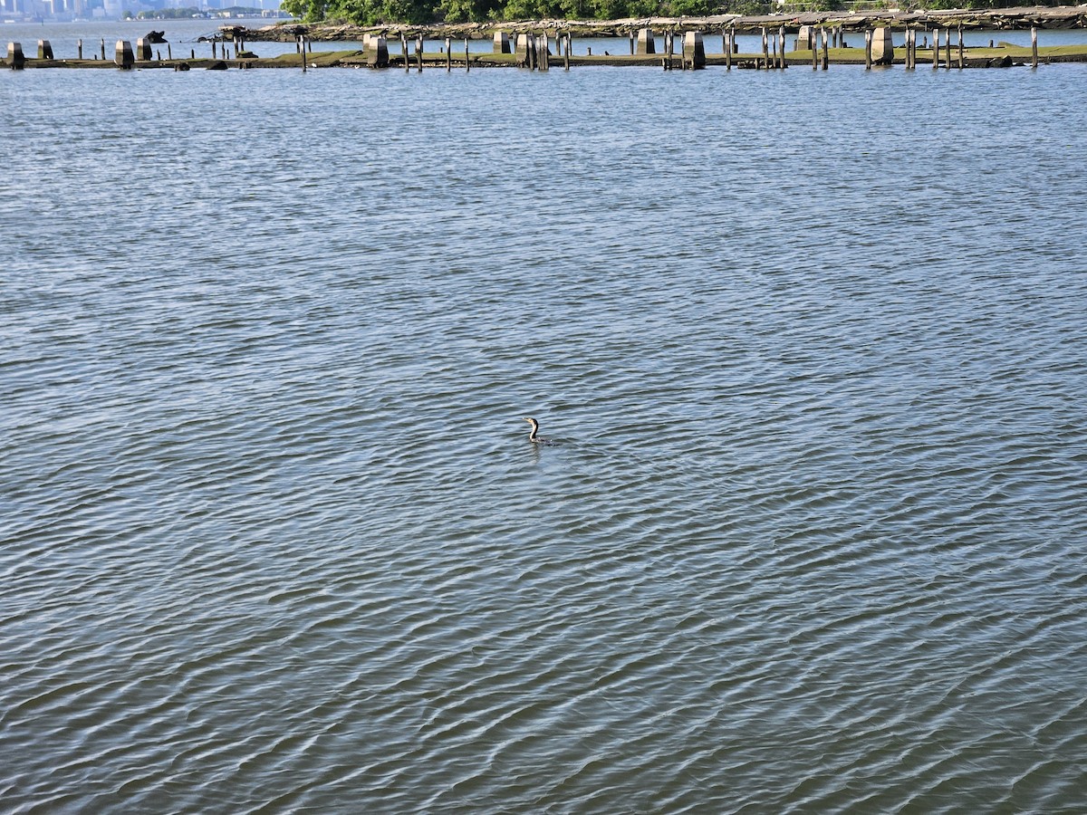 Double-crested Cormorant - ML619684857