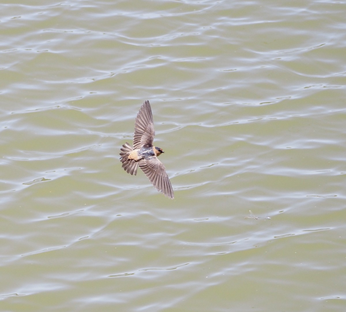 Cave Swallow - ML619684869