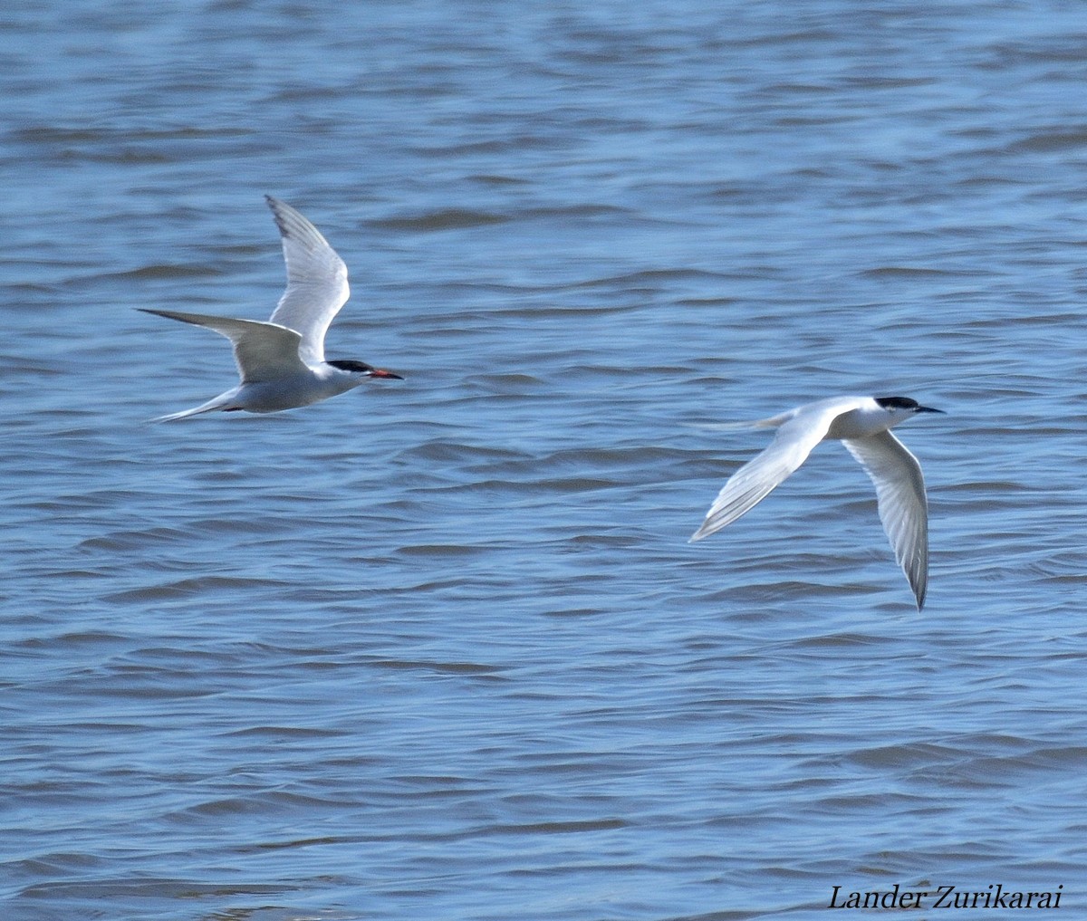 Roseate Tern - ML619684884