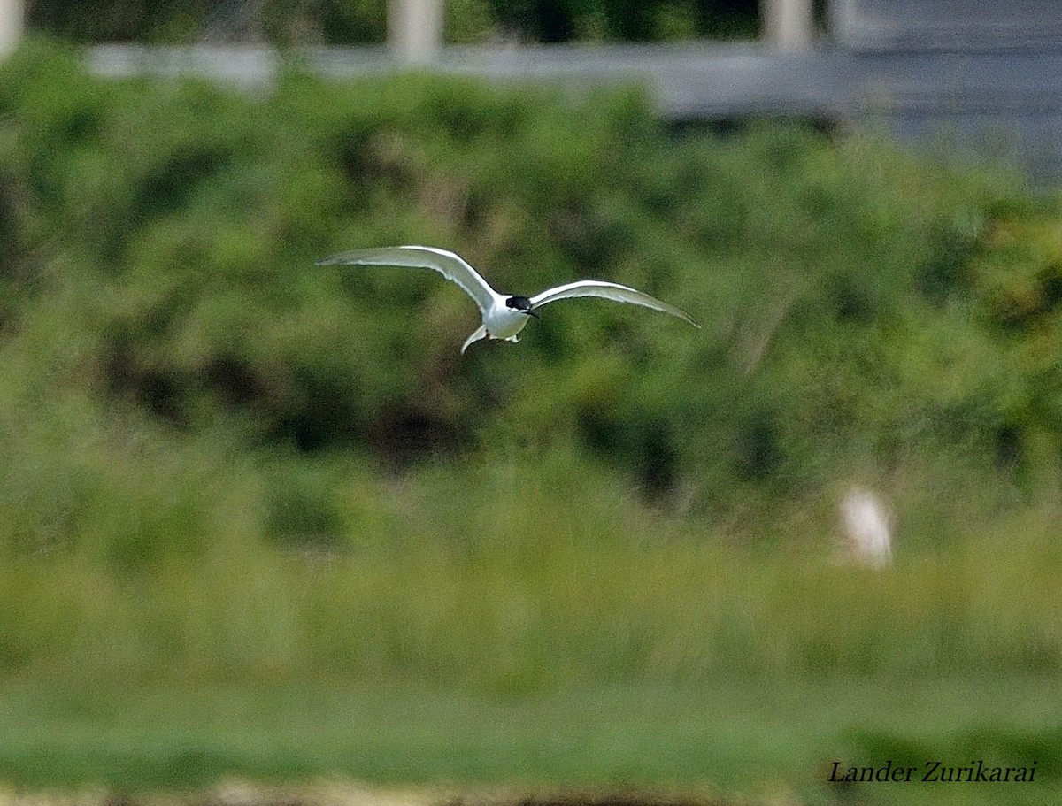 Roseate Tern - ML619684894