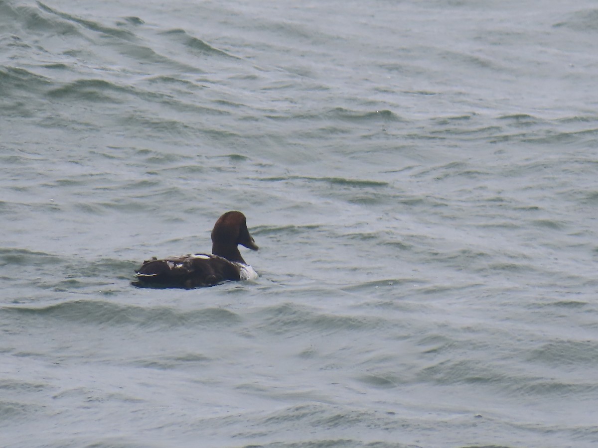 Common Eider - ML619684919