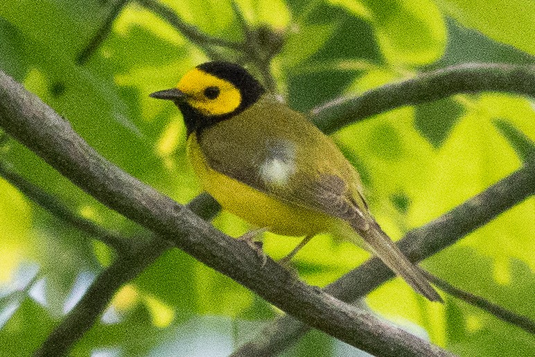 Hooded Warbler - ML619684927