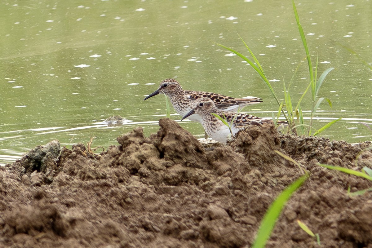 Least Sandpiper - ML619684978