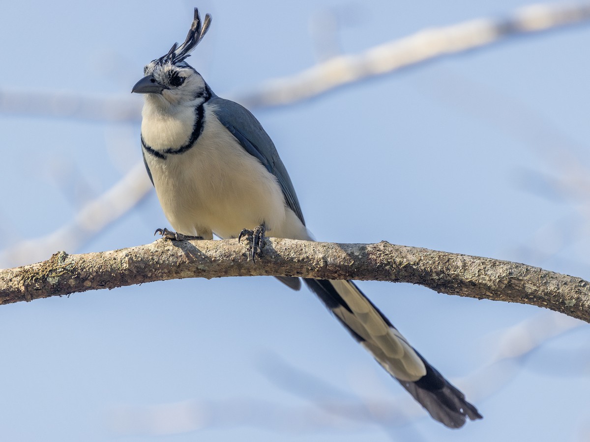 White-throated Magpie-Jay - ML619685005