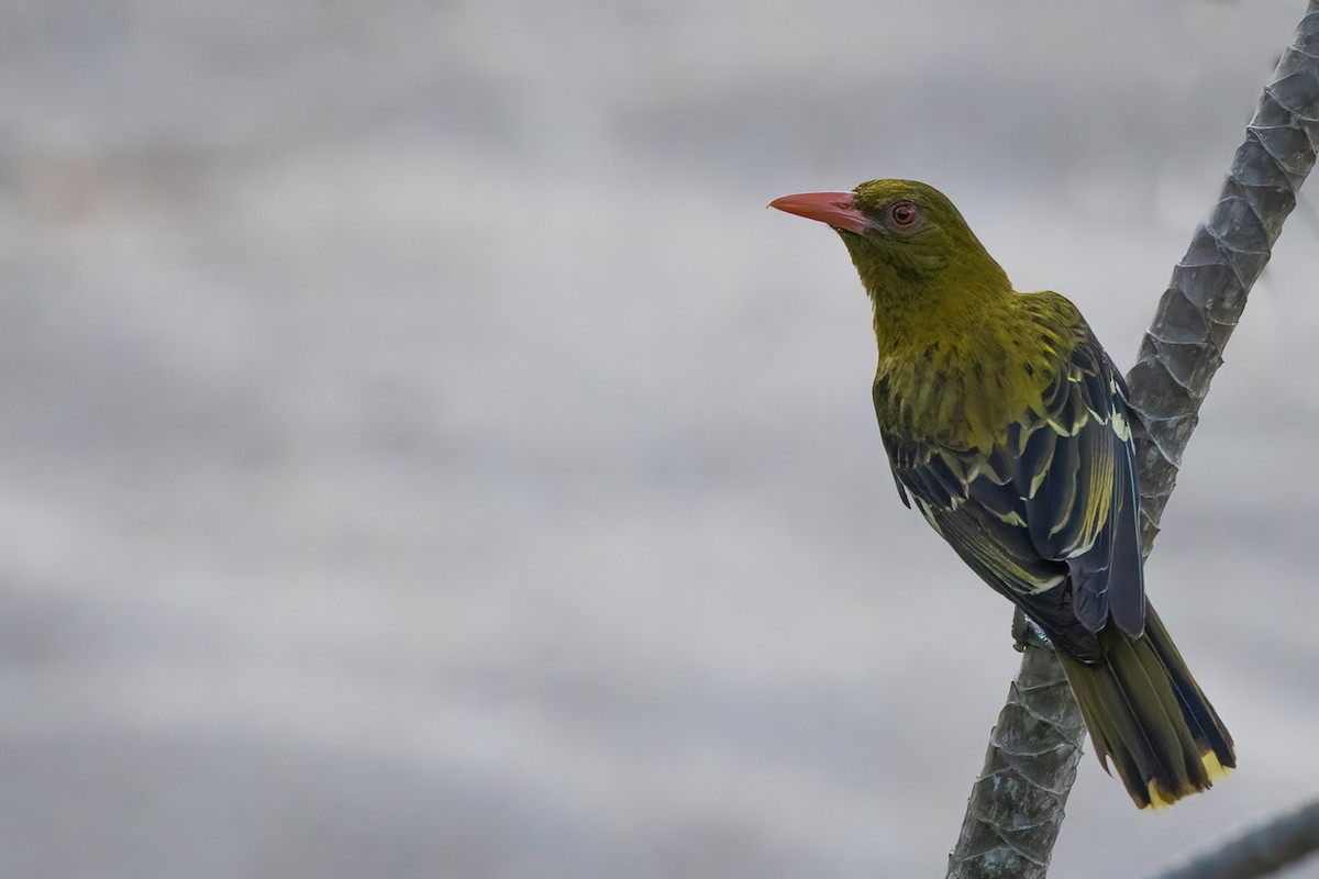 Green Oriole - ML619685015