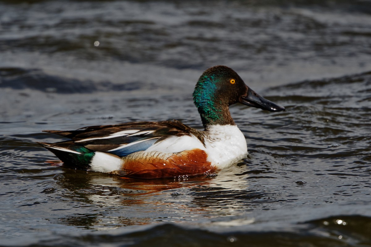 Northern Shoveler - ML619685026