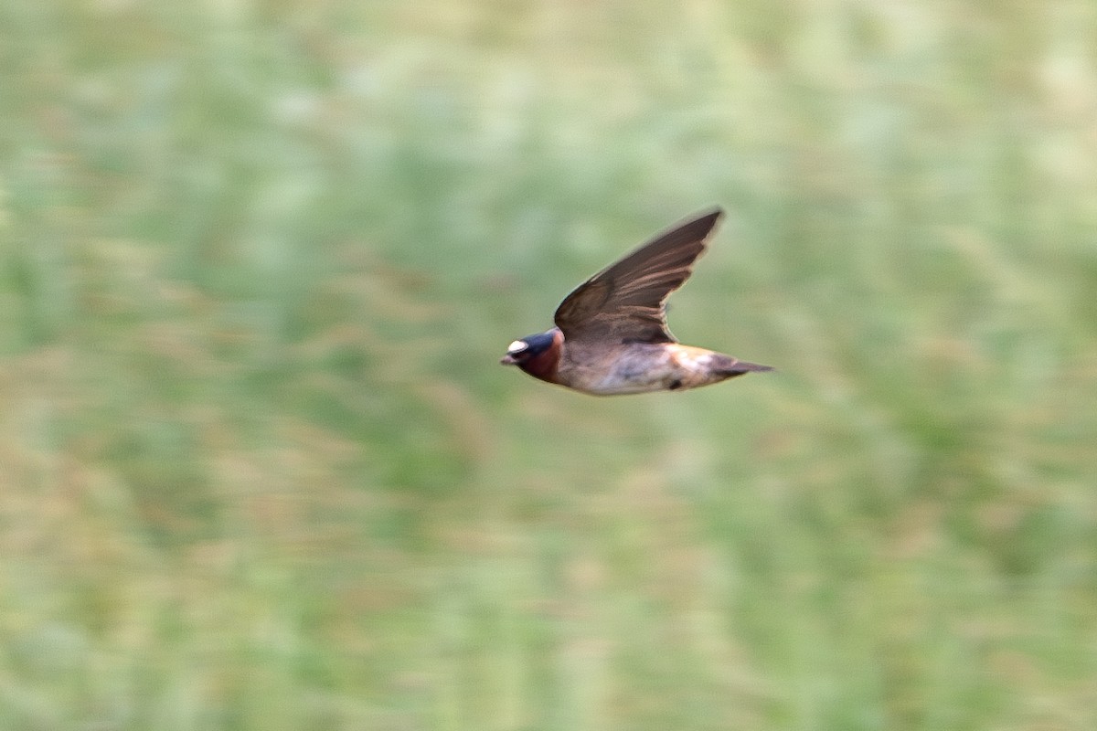 Cliff Swallow - ML619685028