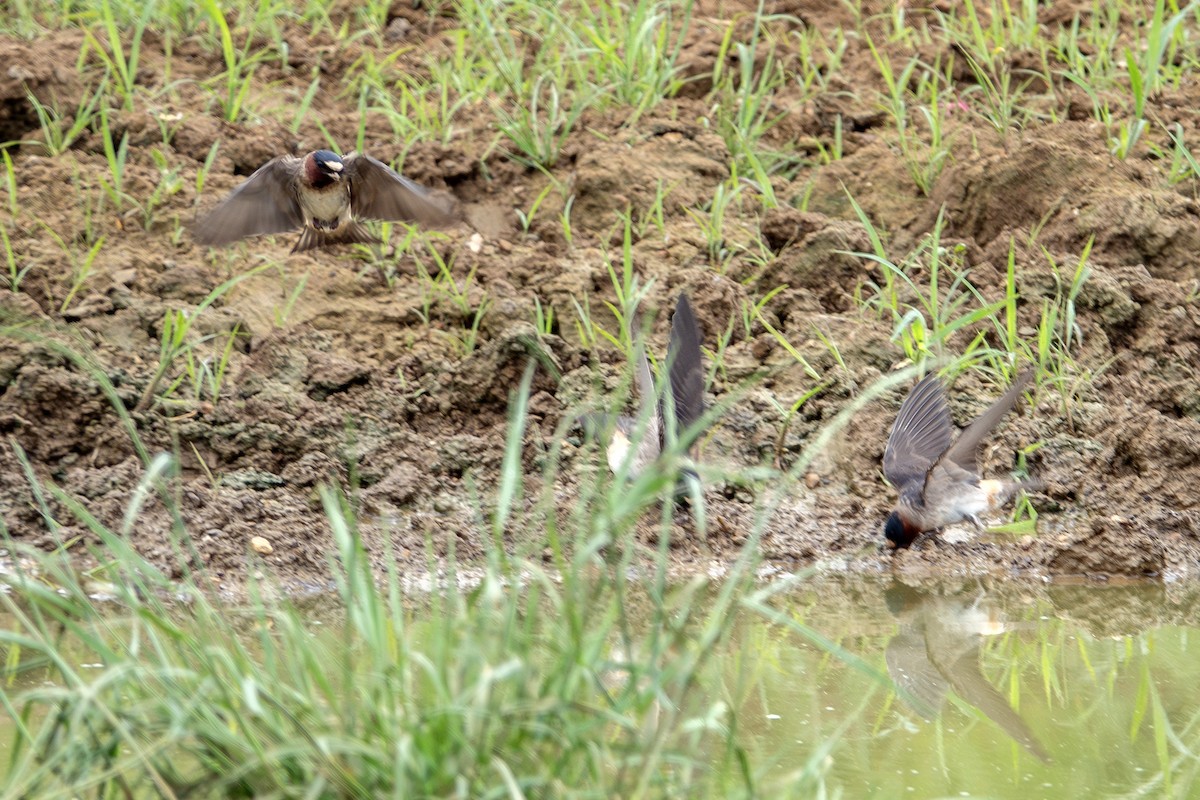 Cliff Swallow - ML619685031