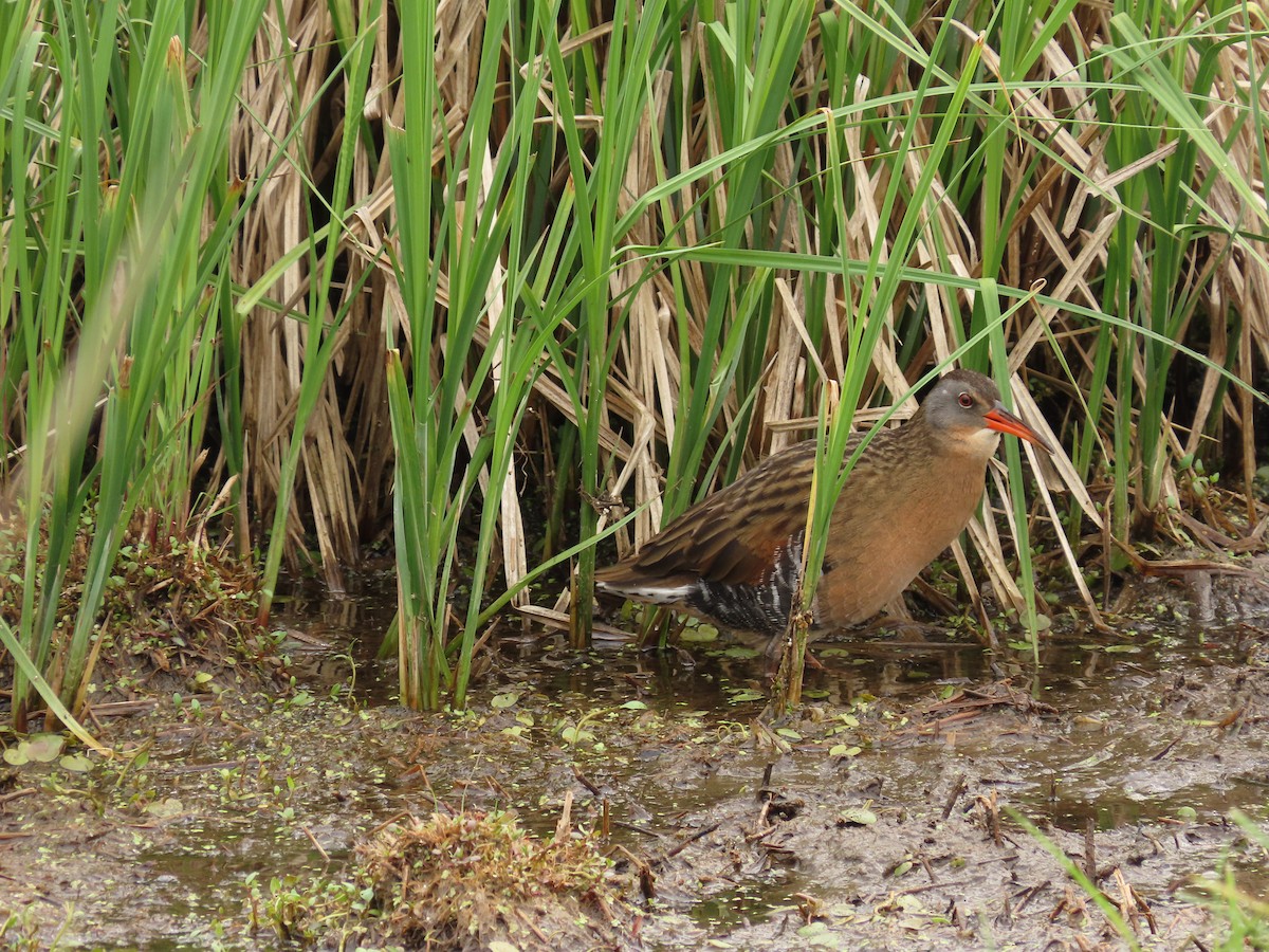 Virginia Rail - ML619685042