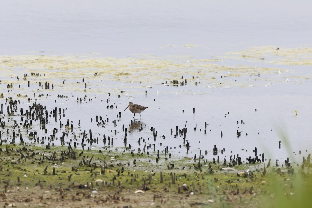 Short-billed Dowitcher - ML619685044