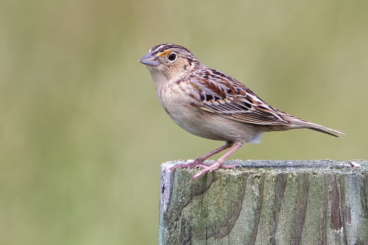 Grasshopper Sparrow - ML619685062