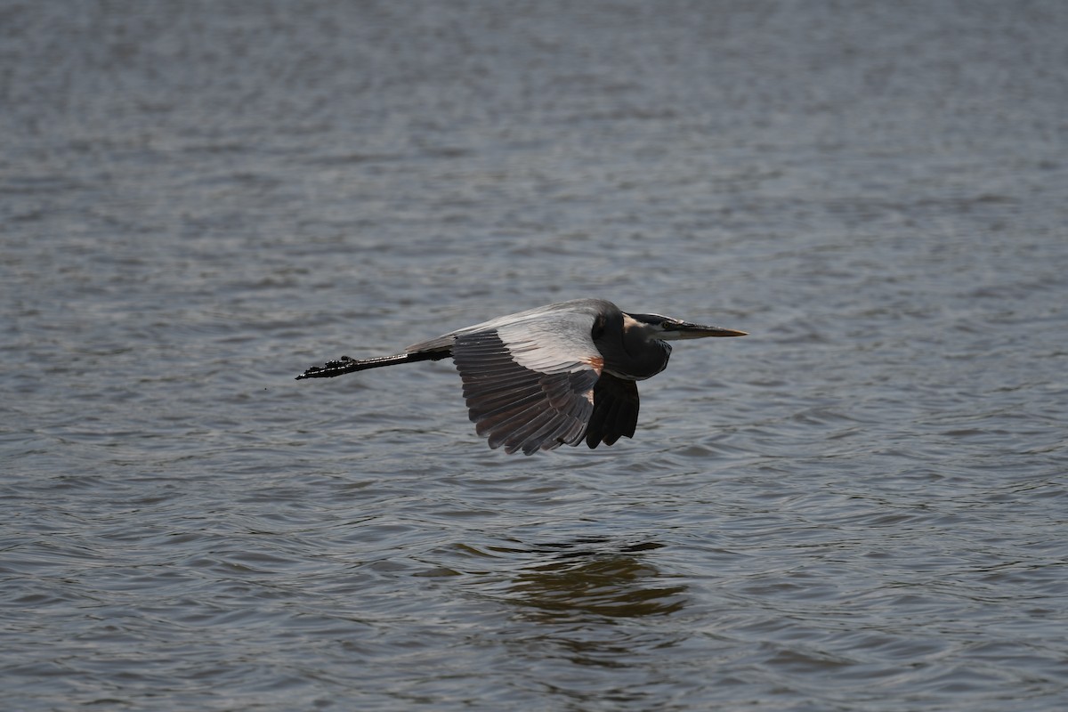 Great Blue Heron - ML619685083