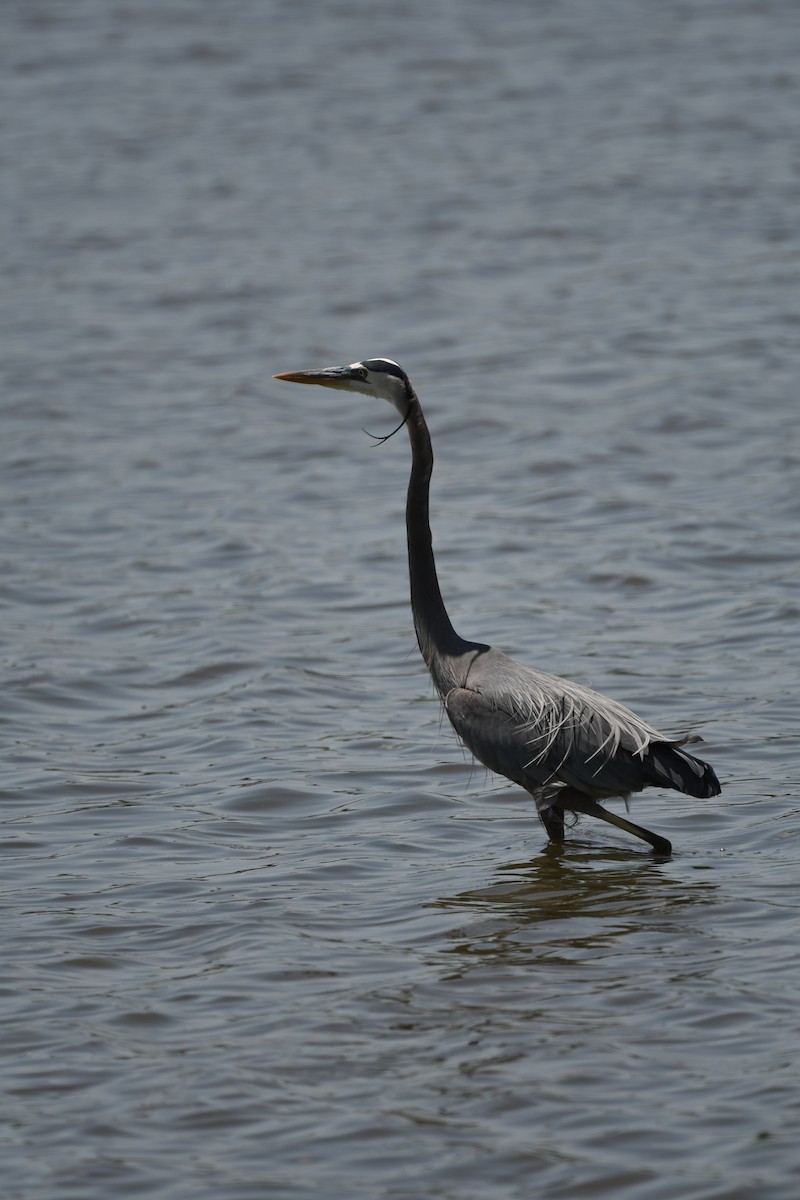 Great Blue Heron - Julia Koldobskiy