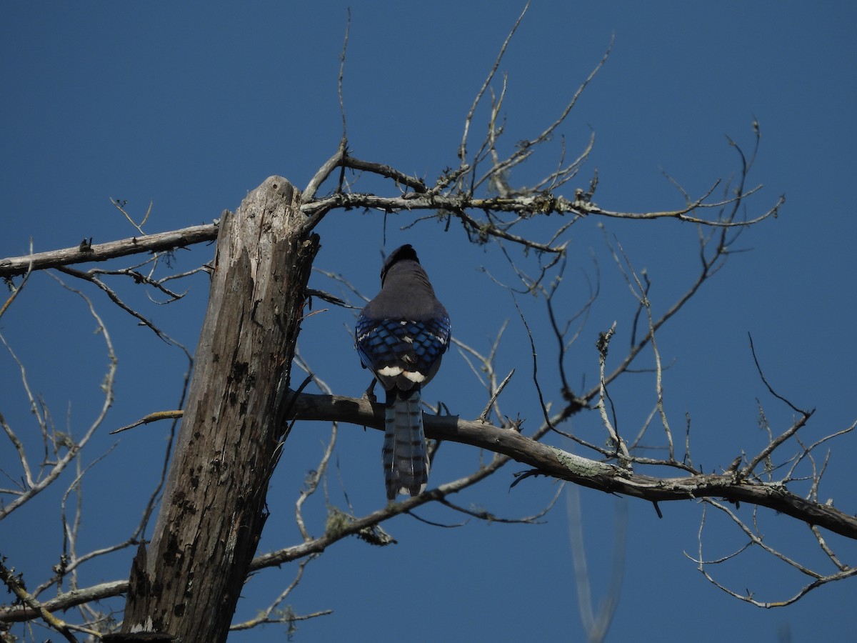 Blue Jay - ML619685092