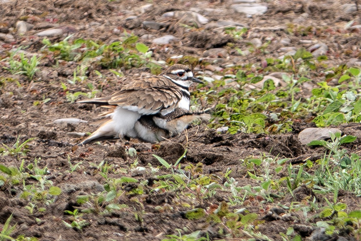 Killdeer - ML619685096