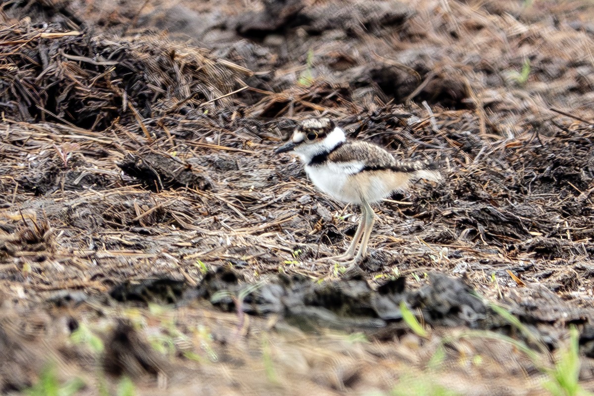 Killdeer - ML619685098