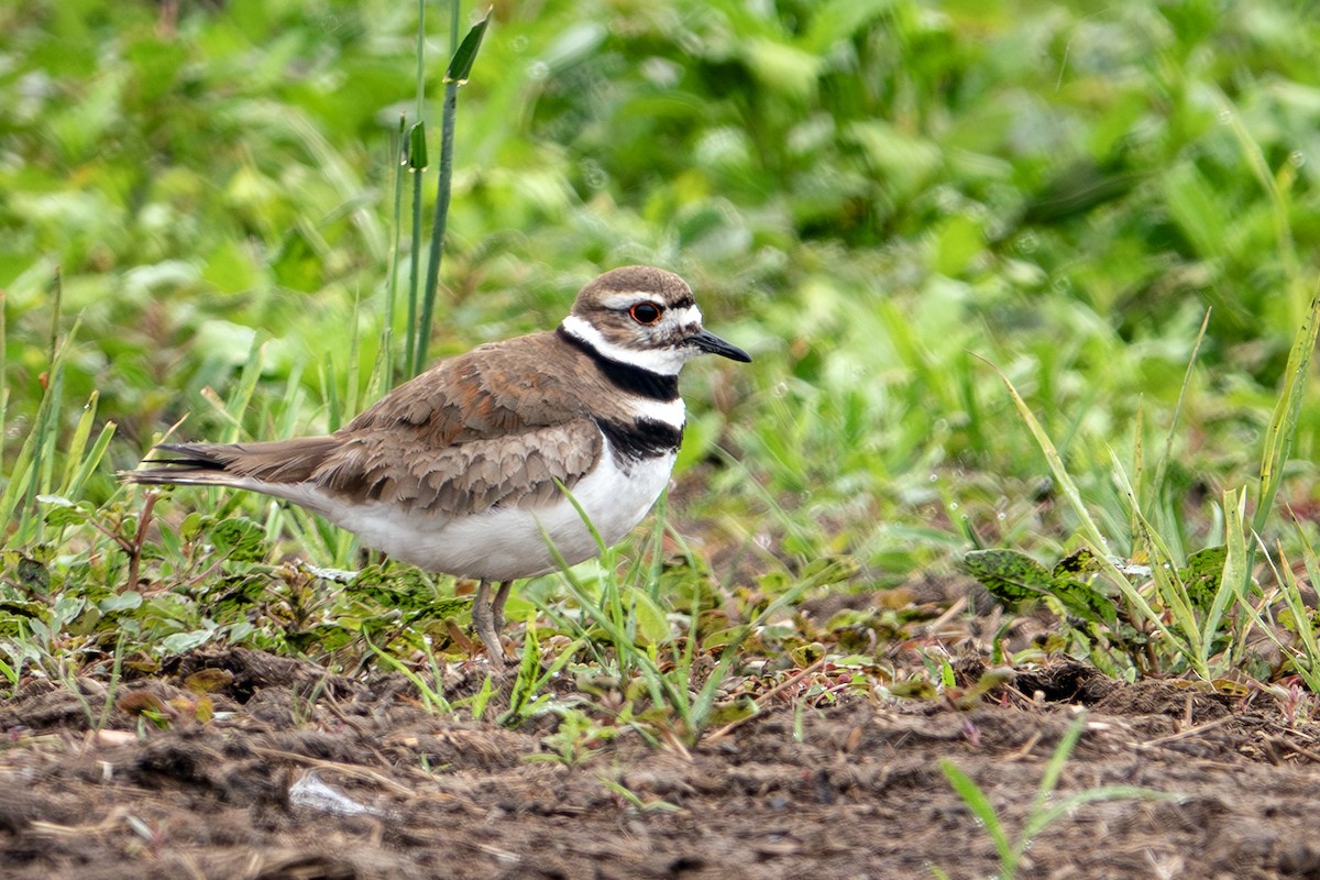 Killdeer - ML619685099