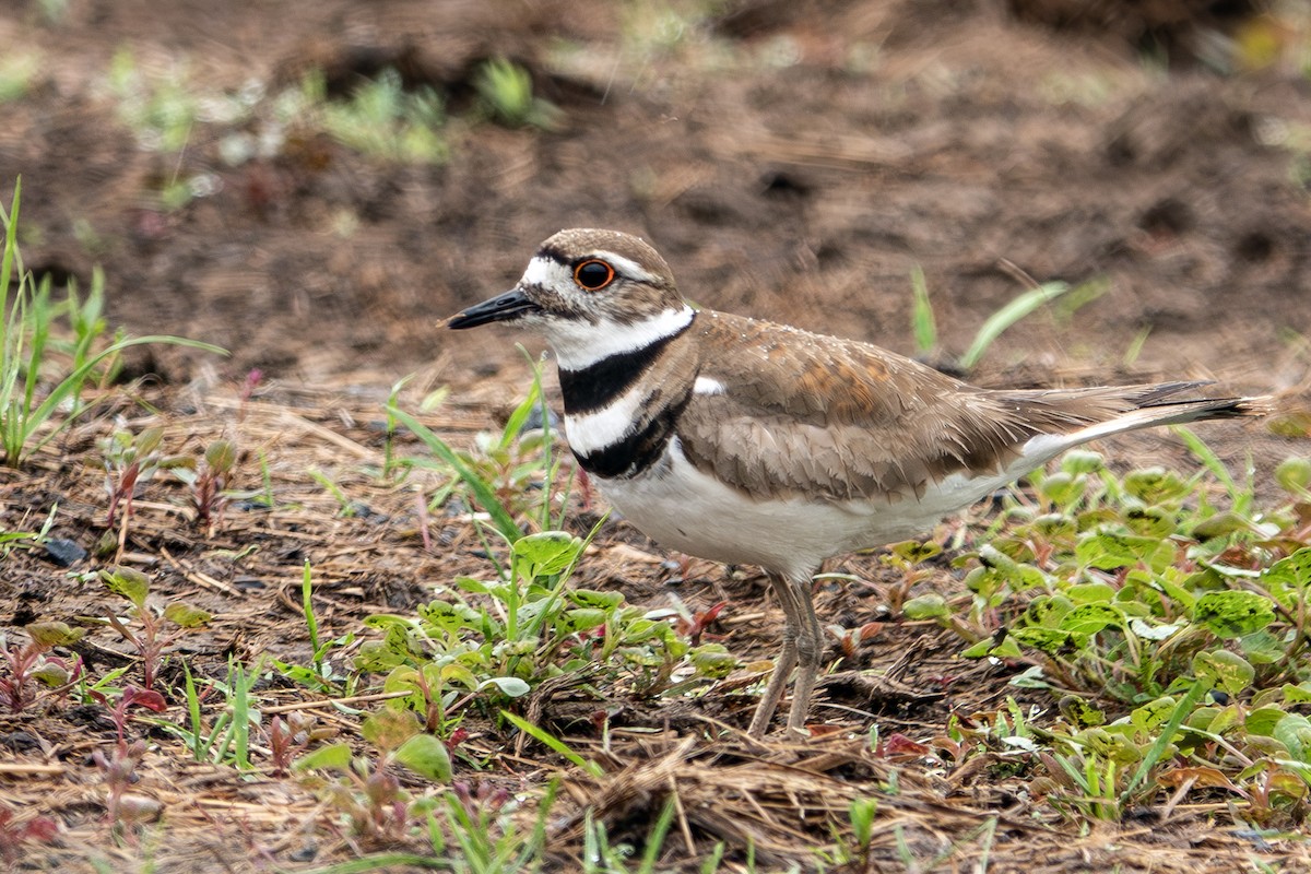 Killdeer - ML619685100