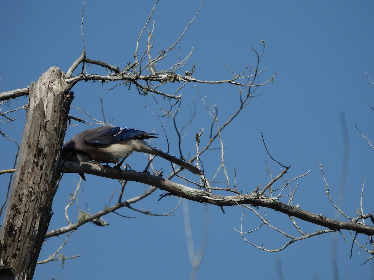 Blue Jay - ML619685105