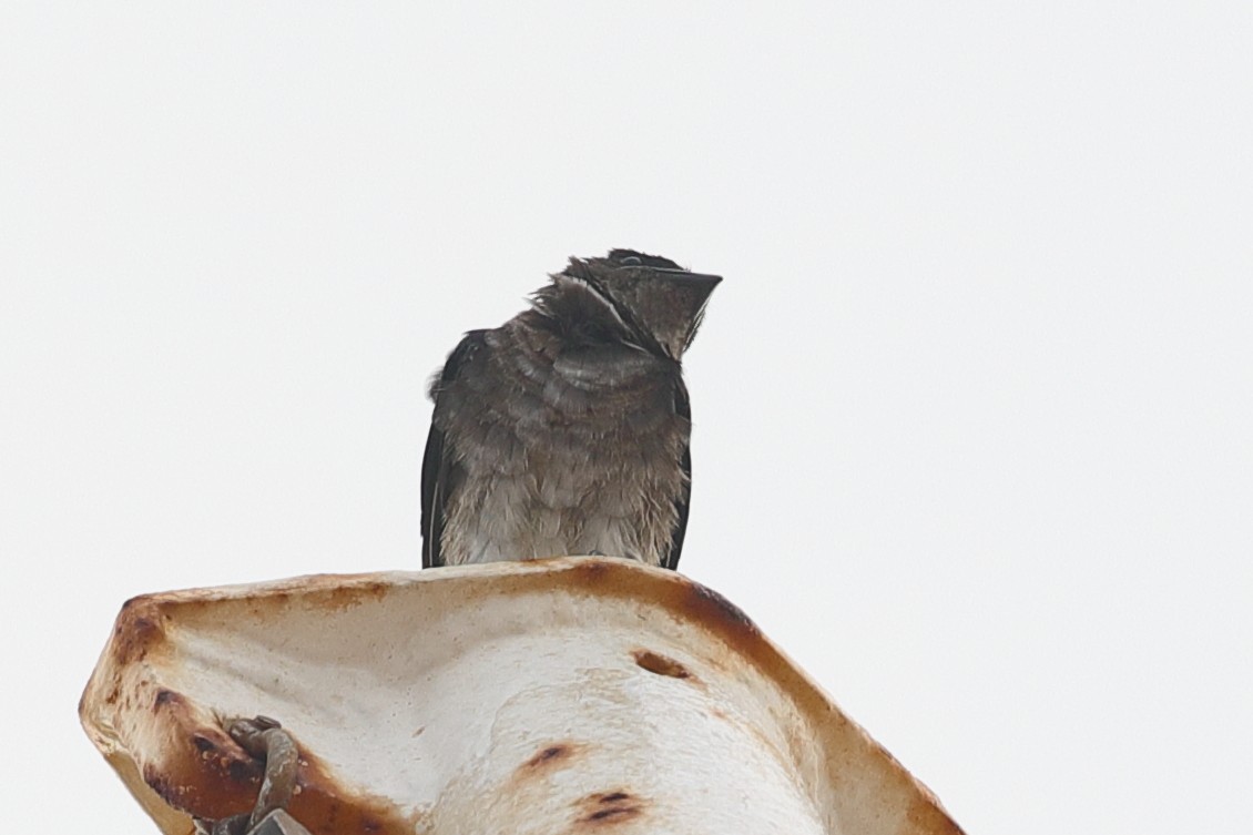 Gray-breasted Martin - ML619685111