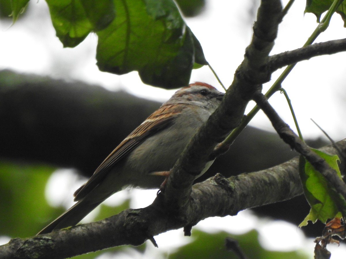 Chipping Sparrow - ML619685115