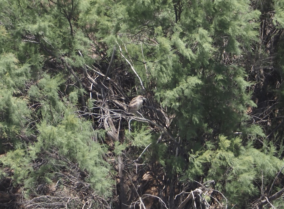 Black-crowned Night Heron - ML619685122