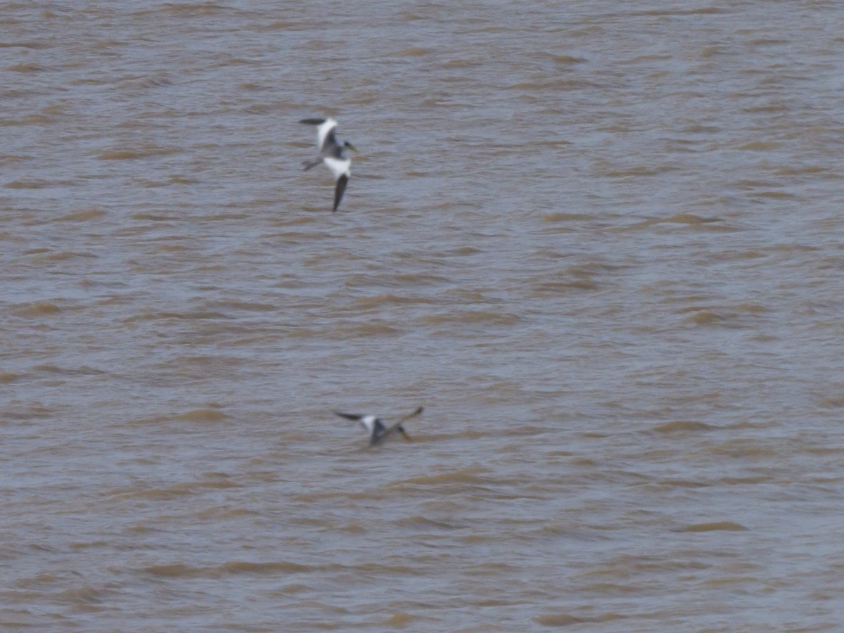 Large-billed Tern - ML619685173