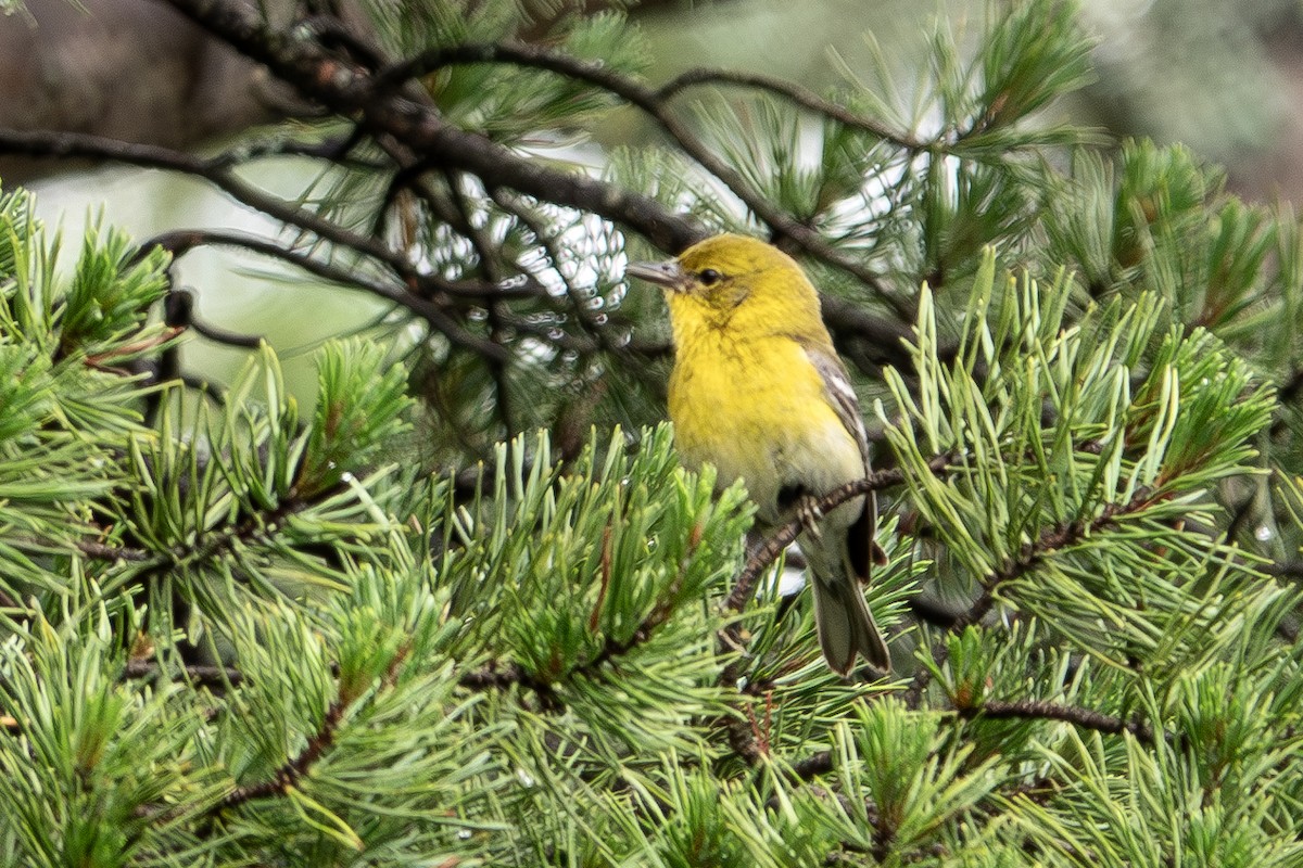 Pine Warbler - ML619685180