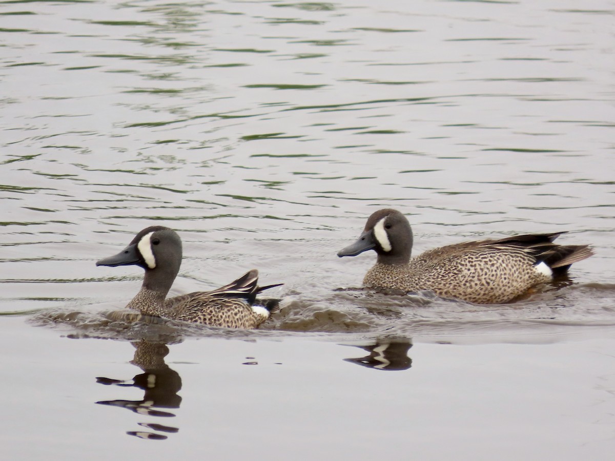 Blue-winged Teal - ML619685185