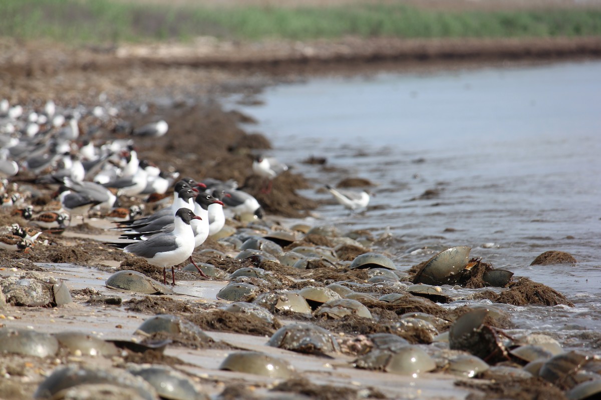 Mouette atricille - ML619685193