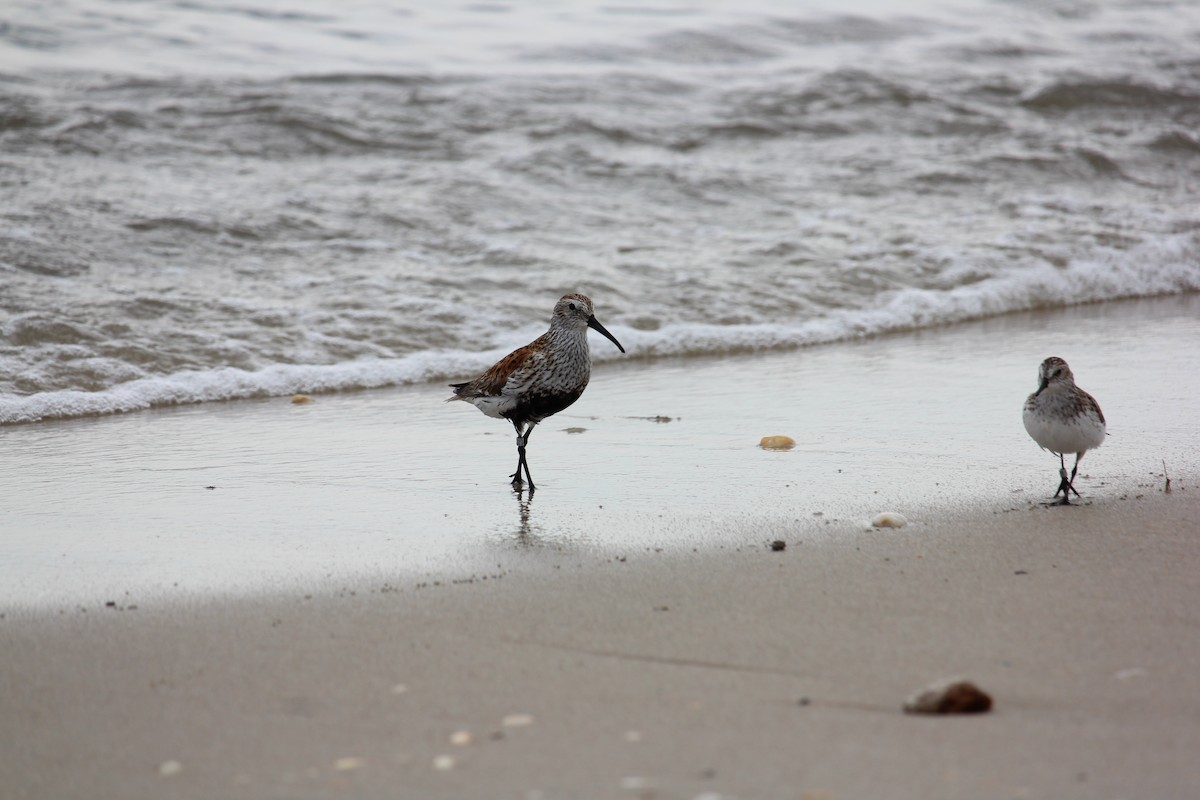 Dunlin - ML619685198