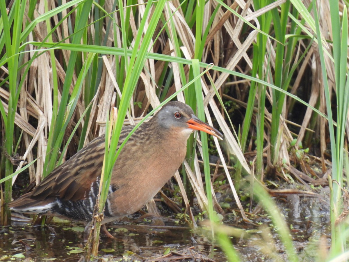 Virginia Rail - ML619685203