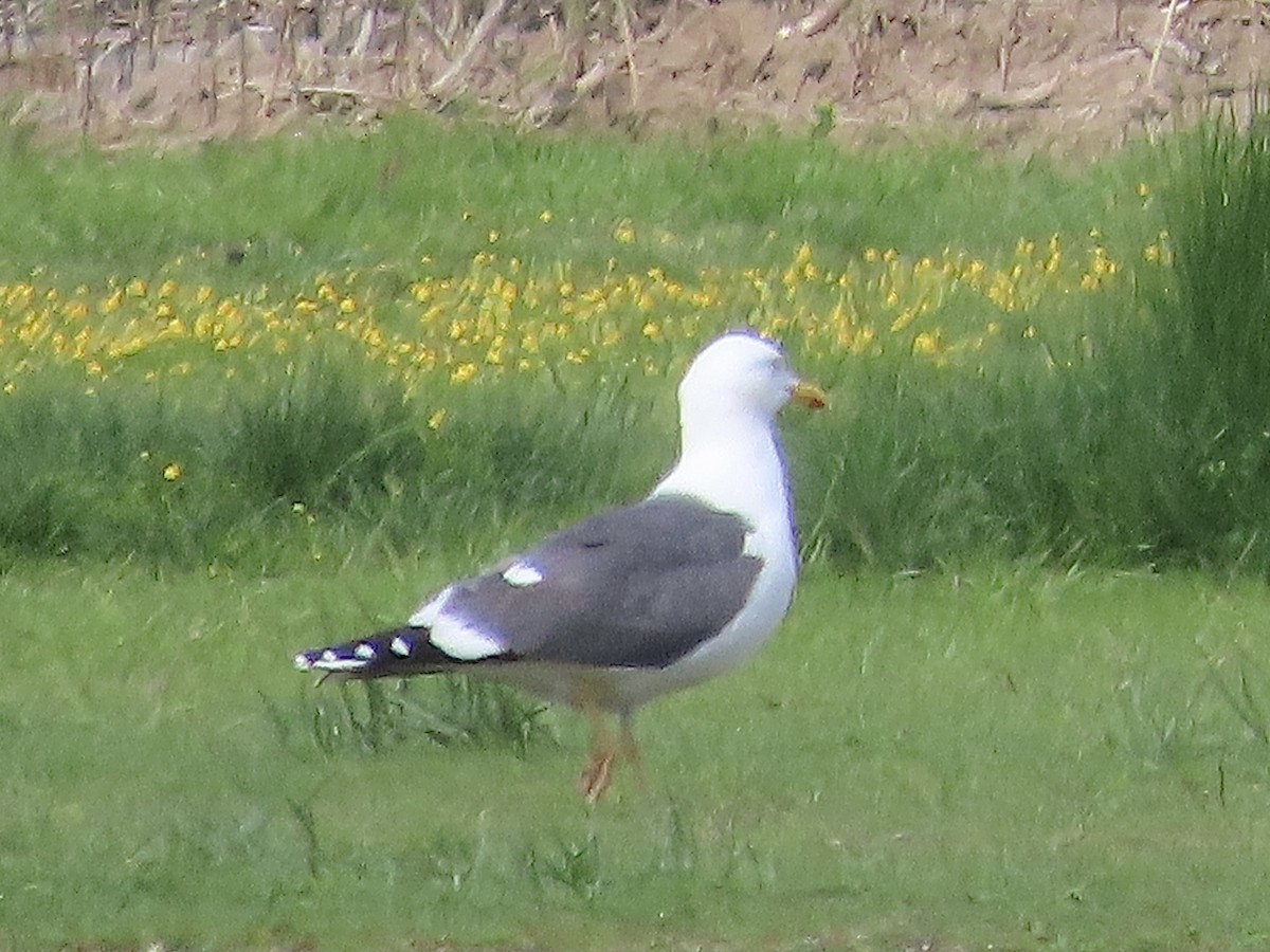 Lesser Black-backed Gull - ML619685206