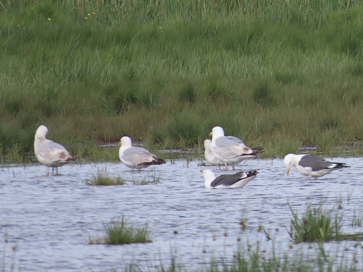 Lesser Black-backed Gull - ML619685207