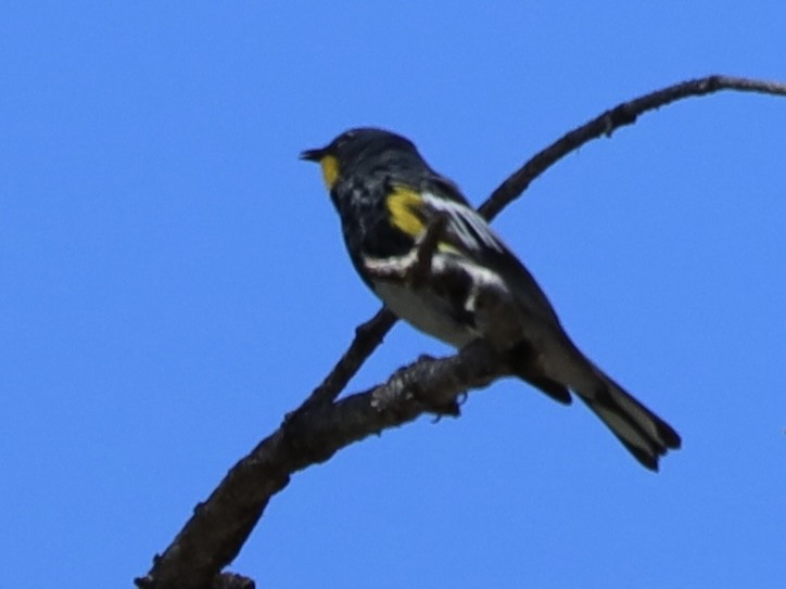 Reinita Coronada (auduboni) - ML619685216