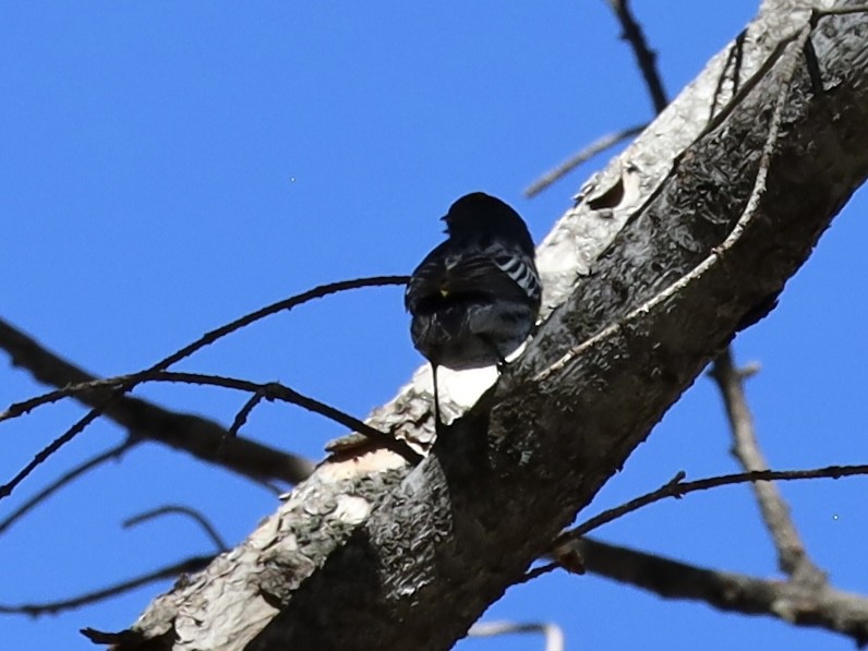Reinita Coronada (auduboni) - ML619685217