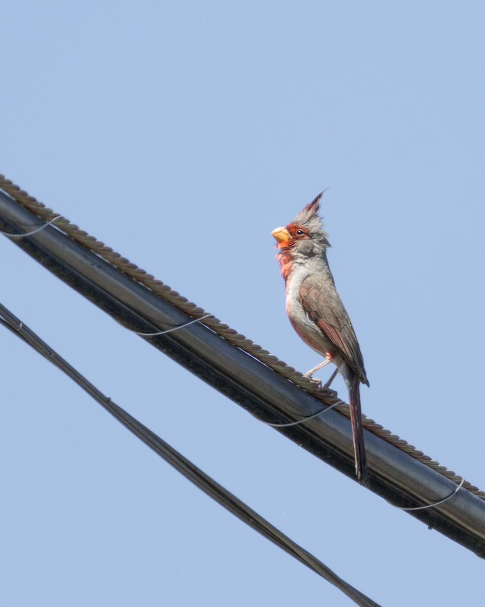 Cardinal pyrrhuloxia - ML619685224