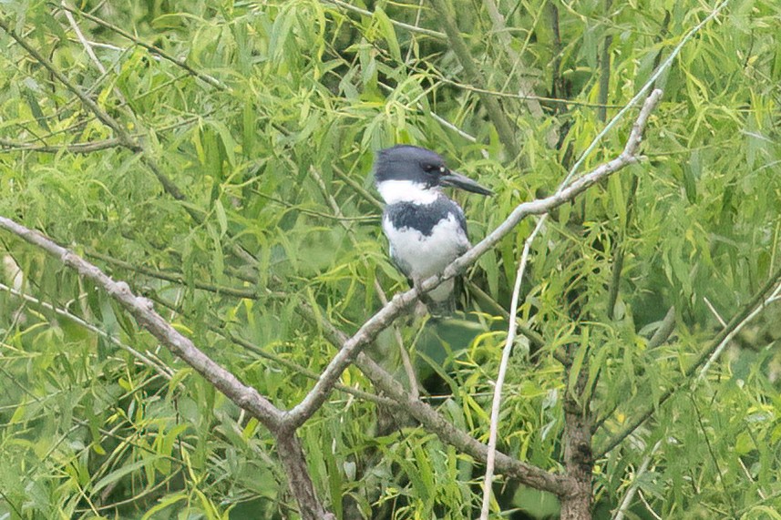 Belted Kingfisher - ML619685226