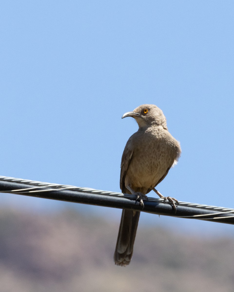 Curve-billed Thrasher - ML619685229