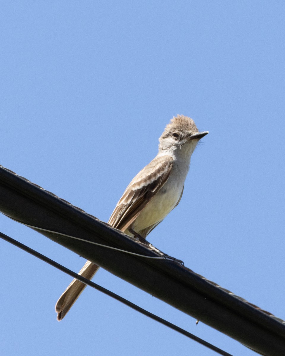 Ash-throated Flycatcher - Ameya Thatte