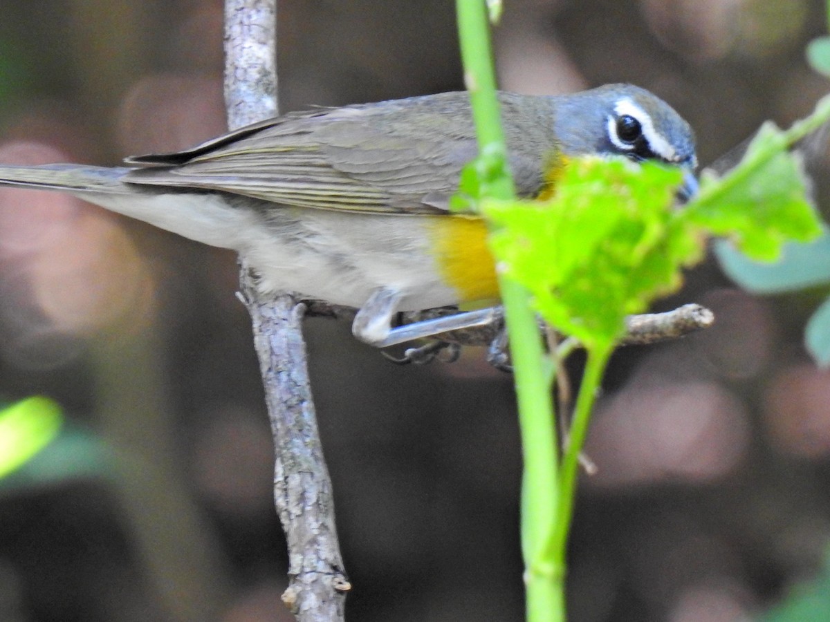 Yellow-breasted Chat - ML619685238