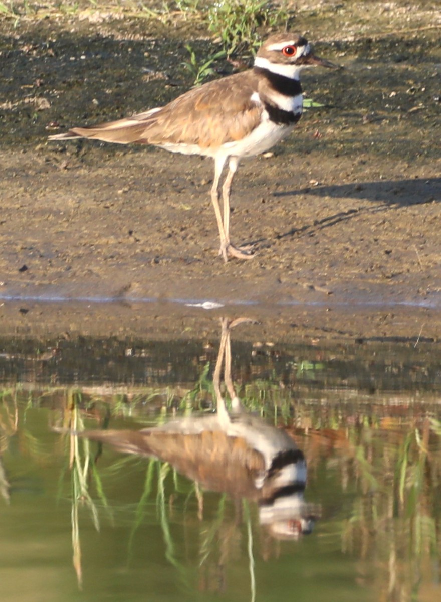 Killdeer - ML619685240